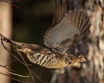 Ruffed Grouse in Flight; Partridge in Flight