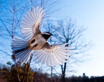 Photograph of Black-capped Chickadee in flight; LITTLE ANGEL WING; Poecile atricapillus.