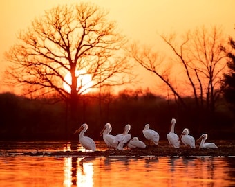 White Pelicans At Sunset