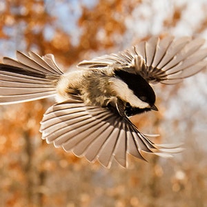 Photograph of Black-capped Chickadee in flight, LITTLE ANGEL WING, Poecile atricapillus. For 8X10 frame image 1