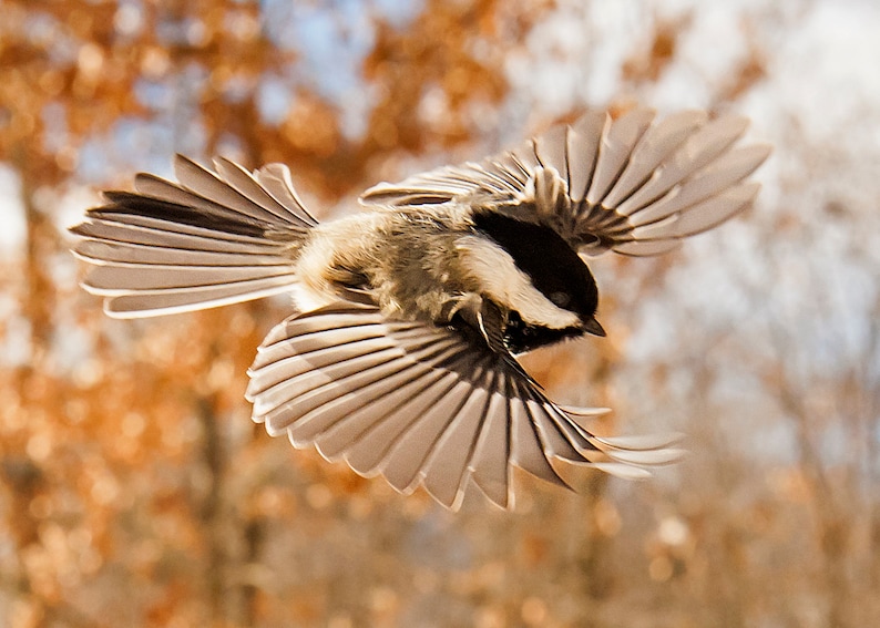 Photograph of Black-capped Chickadee in flight, LITTLE ANGEL WING, Poecile atricapillus. For 8X10 frame image 1