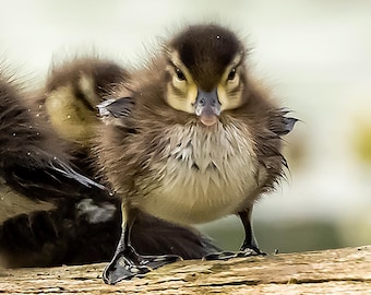 Baby Wood Ducks On A Log - Photographic Print Only - Two Sizes