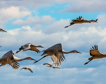 Thirty Inch Wide Panoramic Metal Print of Sandhill Cranes in Flight; Bosque Del Apache NWR, N.M.