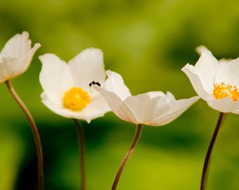 In Search of the Meaning of Life; Photograph of Ant on Canada Anemone (Anemone canadensis) Flower