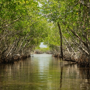 May include: A narrow waterway winds through a dense mangrove forest, with lush green foliage and exposed roots creating a natural tunnel.