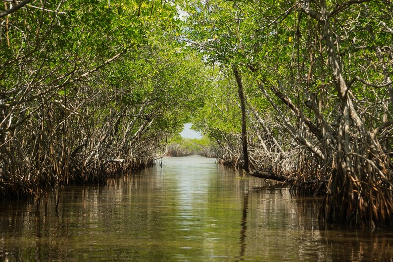 May include: A narrow waterway winds through a dense mangrove forest, with lush green foliage and exposed roots creating a natural tunnel.
