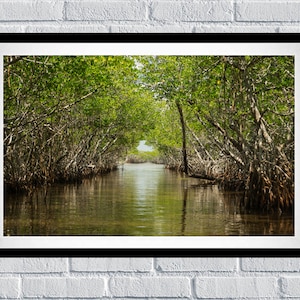 May include: A narrow waterway winds through a dense mangrove forest, with lush green foliage arching over the water. Sunlight filters through the canopy, illuminating the calm water below.