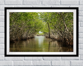 The Mangroves of the Florida Everglades Poster