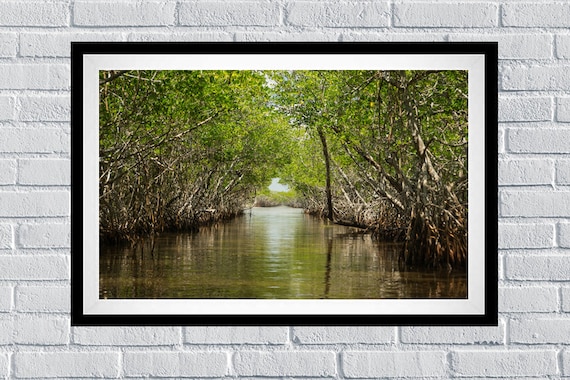The Mangroves of the Florida Everglades Poster