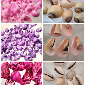 Lot of shells, cowries, traps, spiral puka shells, cones, dyed or natural