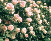 Eden Climbing Rose Plant Potted 40 Petals Pink Fragrant Flowers Own Root STARTS SHIPPING in April