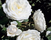 Cloud 10 Climbing Rose Plant Potted Large White Flowers Own Root Easy To Grow Climber STARTS SHIPPING in April
