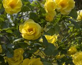 Smiley Face Climbing Rose Plant Potted Fragrant Climber Sunny Yellow Flowers Own Root STARTS SHIPPING in April