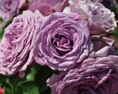 Arborose Quick Silver Rose Plant Potted - Lush Lavender Purple Climbing Rose Grown Organic - Own Root Non-GMO STARTS SHIPPING in April