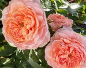 Colette Climbing Rose Plant Potted Strong Fragrance Peach Pink Flowers Own Root Climber STARTS SHIPPING in April