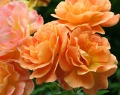 Westerland Climbing Rose Plant Potted Fragrant Apricot Flowers Vigorous Grower - Own Root STARTS SHIPPING in April