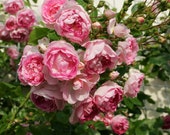 Jasmina Climbing Rose Plant Potted 40 Petals Arborose Series Fragrant Pink Flowers Own Root STARTS SHIPPING in April