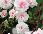Cecile Brunner Climbing Rose Plant Potted Fragrant Pink Double Flowers Easy To Grow - Own Root STARTS SHIPPING in April