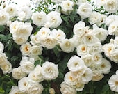 Climbing Iceberg Rose Plant Potted Floribunda White Flowers - Easy To Grow Climber Organic Grown STARTS SHIPPING in April