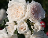 Honeymoon Climbing Rose Plant Potted Arborose Series Own Root Fragrant White Flowers - Great For Containers STARTS SHIPPING in April