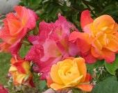 Joseph 39 s Coat Rose Plant Potted Fragrant Climbing Rose - Own Root Orange, Apricot, Pink Flowers - Reblooming STARTS SHIPPING in April