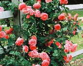 America Climbing Rose Plant - Fragrant Salmon Pink Flowers Grown Organic Shipped Potted - Own Root Non-GMO STARTS SHIPPING in April