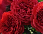 Florentina Climbing Rose Plant Potted Arborose Series Non-Stop Red Flowers - Own Root Great For Containers STARTS SHIPPING in April