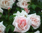 New Dawn Climbing Rose Plant Potted Fragrant Pink Flowers - Easy To Grow Own Root STARTS SHIPPING in April
