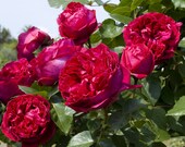 Red Eden Climbing Rose Plant Potted Fragrant Flowers 100 Petals Own Root Climber STARTS SHIPPING in April