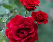Don Juan Climbing Rose Plant Potted Red Fragrant Flowers Rose Own Root - Easy To grow Climber STARTS SHIPPING in April