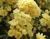 Lady Banks Yellow Climbing Rose Plant Potted - Yellow Fragrant Flowers Nearly Thornless Reblooming - Own Root Rose STARTS SHIPPING in April