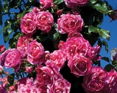 Raspberry Cream Twirl Climbing Rose Plant Potted 100 Petals Pink And White Striped Own Root STARTS SHIPPING in April