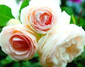 White Eden Climbing Rose Plant Potted 100 Petals Hardy Own Root Climber - Repeat Blooming STARTS SHIPPING in April