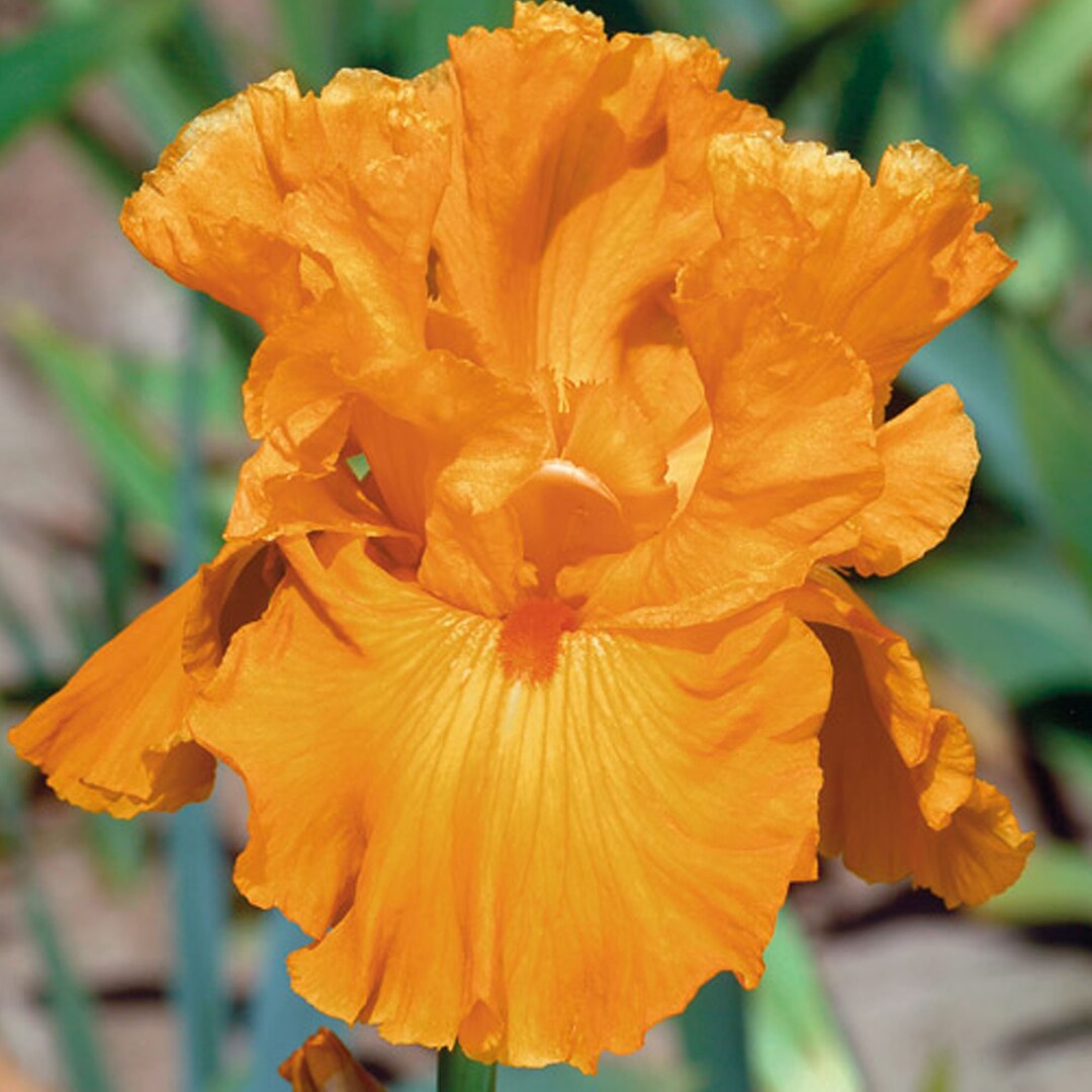 Edgefield Glow Iris Plant Quart Pot Burnt Orange Flowers Heavy Bloomer