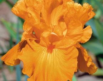 Edgefield Glow Iris Plant Quart Pot | Burnt Orange Flowers Heavy Bloomer! Tall Bearded Iris - Easy To Grow Perennial Ready To Plant