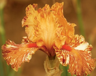 Cheetah Cheese Iris Plant Quart Pot | Fragrant Burnt Orange Striped Flowers Bearded Iris - Perennial Plant Ready To Plant