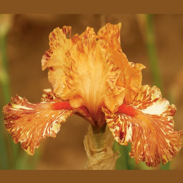 Cheetah Cheese Iris Plant Quart Pot | Fragrant Burnt Orange Striped Flowers Bearded Iris - Perennial Plant Ready To Plant