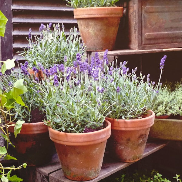 Set of 3 Lavender Provence Plants in Quart Pots - Easy To Grow Highly Fragrant Herb Non-GMO - For Container or Garden - French Lavender