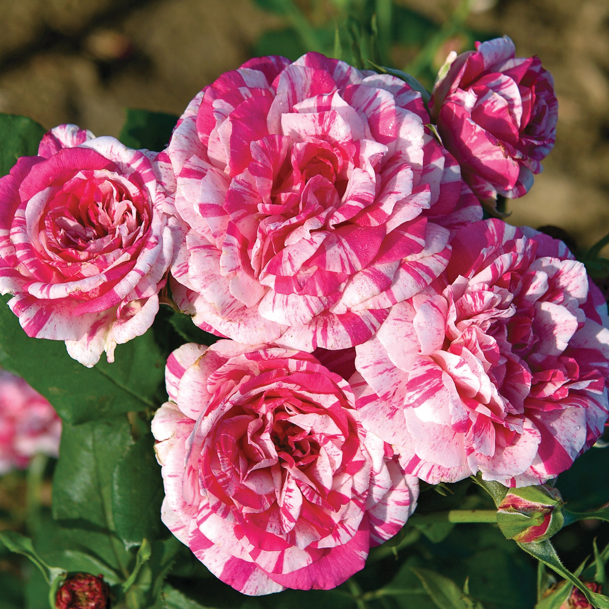 Julio Iglesias Rose Plant Potted - Very Fragrant Striped Red and Crea…