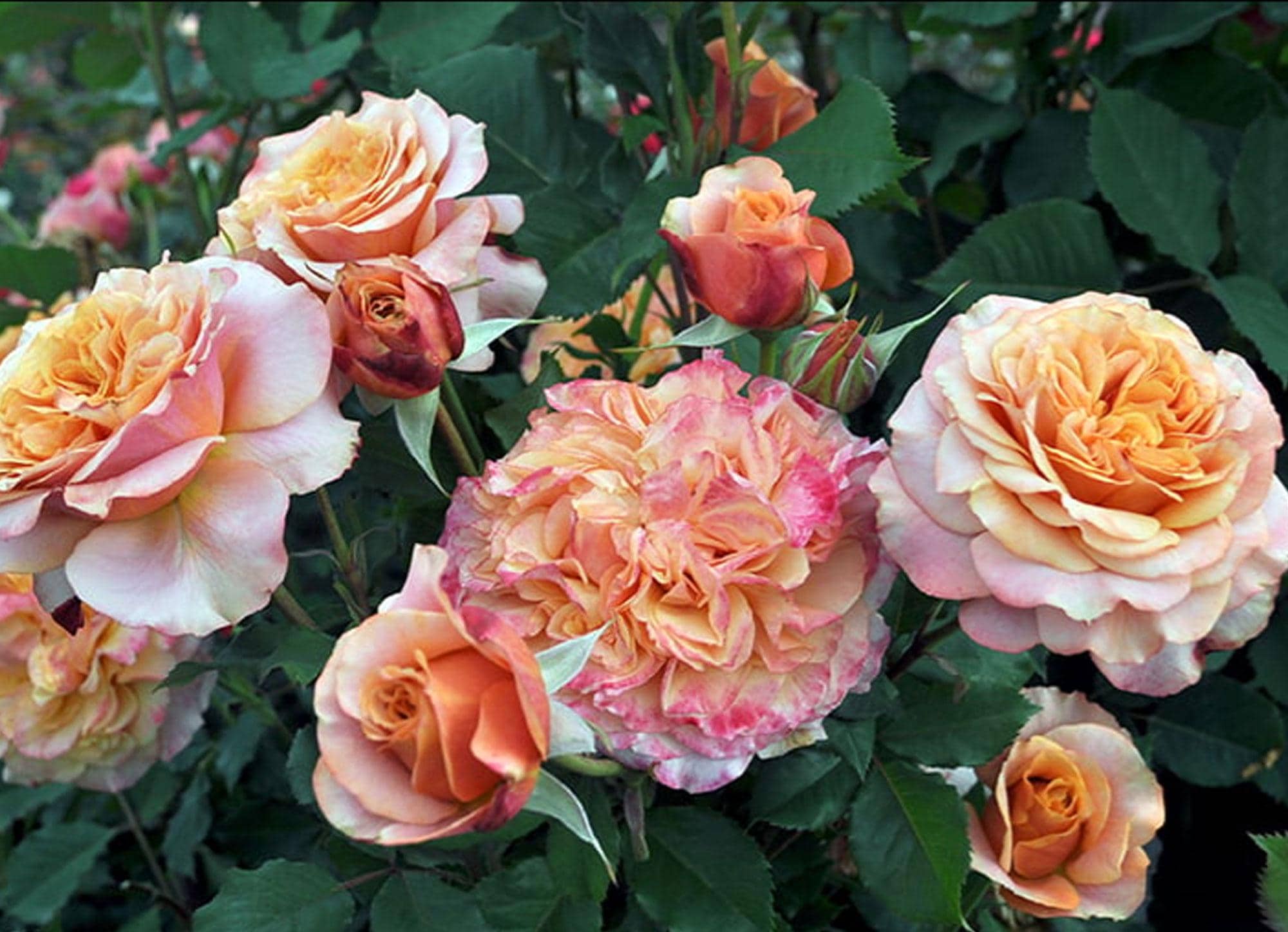 Crazy Love Rose 1.5 Gal Pot | Heat Loving Repeat Blooming Fragrant
