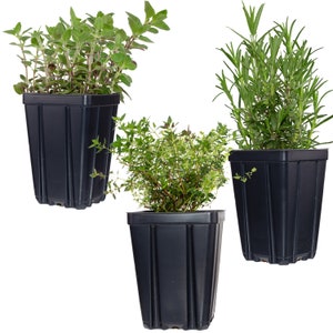 Herb Plant Collection | Quart Pots Contains Oregano, Thyme & Rosemary - Great Gift Non-GMO Naturally Grown | Grow Inside or Out!
