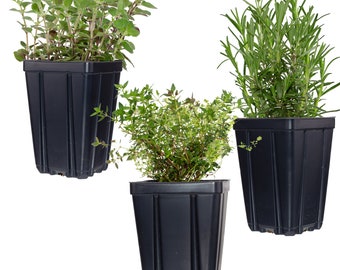 Herb Plant Collection | Quart Pots Contains Oregano, Thyme & Rosemary - Great Gift Non-GMO Naturally Grown | Grow Inside or Out!