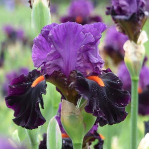 Sharp Dressed Man Iris Plant Quart Pot  | Fragrant Magenta Black Flowers Bearded Iris Perennial - Easy To Grow Perennial Ready To Plant