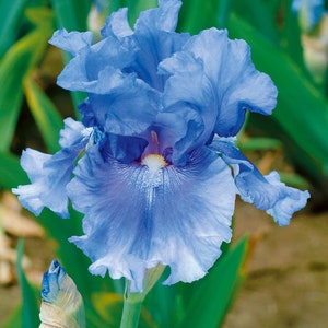 No Count Blues Iris Plant Quart Pot | Tall Bearded Iris Purple Blue Flowers - Easy To Grow Perennial Ready To Plant