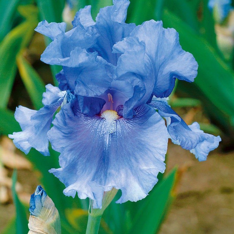 No Count Blues Iris Plant 5 Pot Tall Bearded Iris Pure Etsy