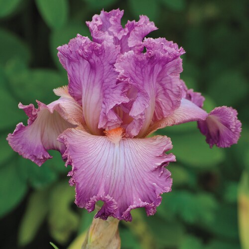 Social Graces Iris Plant 5 Pot Fragrant Rose Pink Etsy