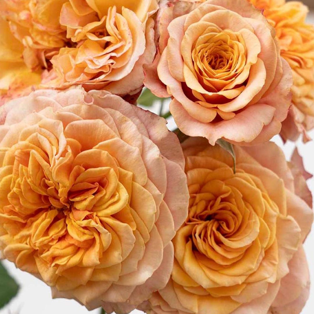 Crazy Love Rose 1.5 Gal Pot | Heat Loving Repeat Blooming Fragrant