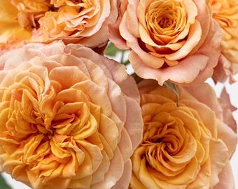 Crazy Love Rose 1.5 Gal Pot | Heat Loving Repeat Blooming Fragrant
