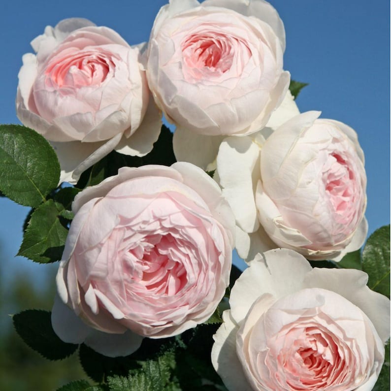 Kordes Earth Angel Rose - Thumbnail 4