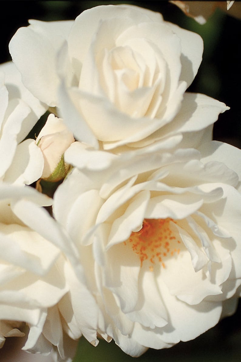 Fresh Garden Living Iceberg Rose Plant